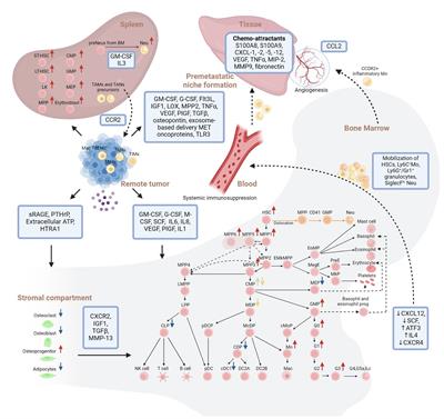 The crosstalk between lung cancer and the bone marrow niche fuels emergency myelopoiesis